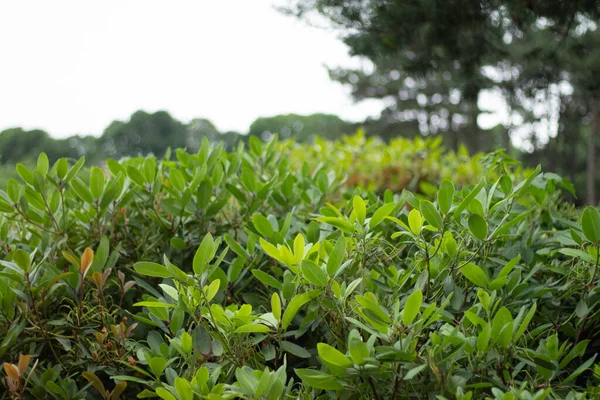 Tarlada yaprakları olan yeşil çay ağacı 