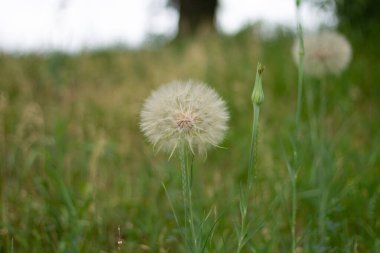 Bulanık yeşil arkaplanda karahindiba 