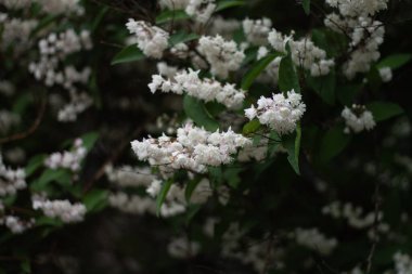 Bahçedeki güzel beyaz çiçekler 