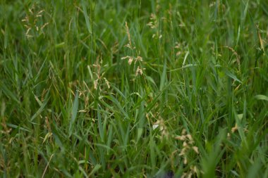 Parkta yeşil çimenler. 