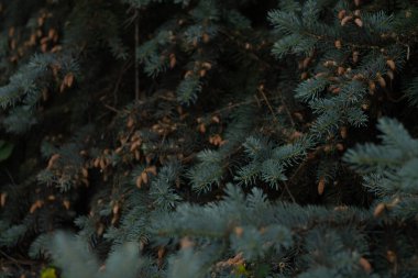 Yakın - yeşil alanda çiçek açan güzel lavanta çiçeklerinin manzarası 