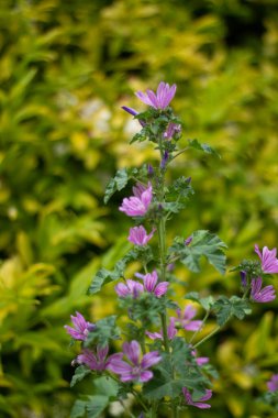 Bahçede güzel çiçekler, çayırda pembe orman gülü