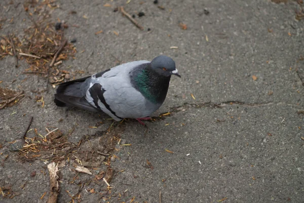 Pigeon Est Assis Par Terre — Photo