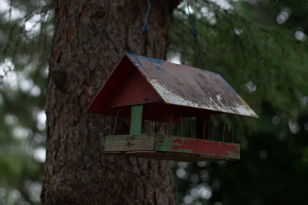 Vogelfutterstelle Auf Einem Baum Wald — Stockfoto