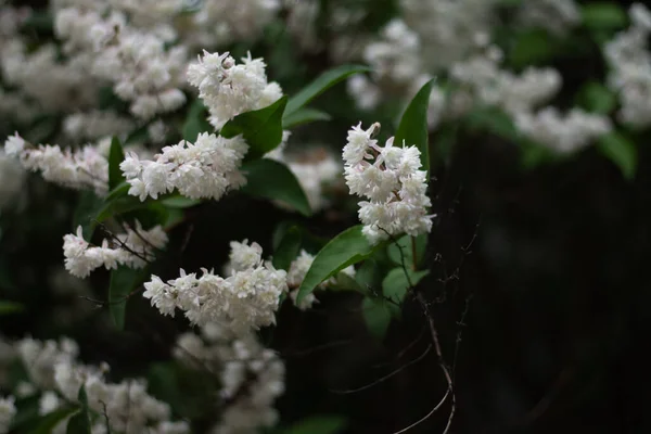 Белые Цветы Дерева Саду — стоковое фото