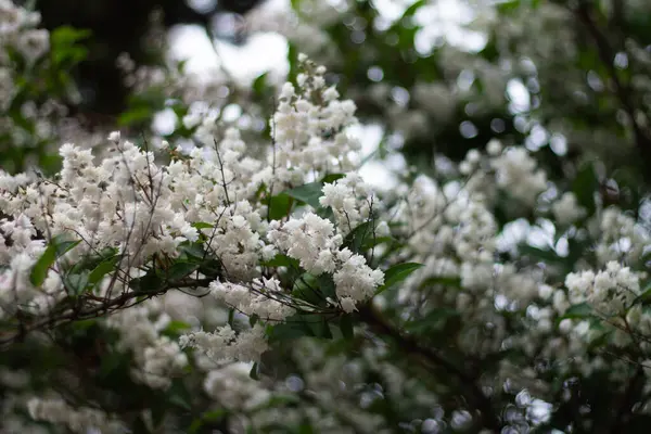 Bahçedeki bir ağacın beyaz çiçekleri 