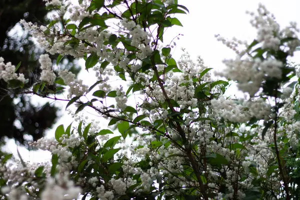 Bílý Šeříkový Květ Jaře — Stock fotografie