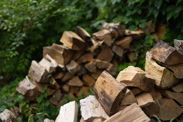Pile Wood Logs Forest — Stock Photo, Image