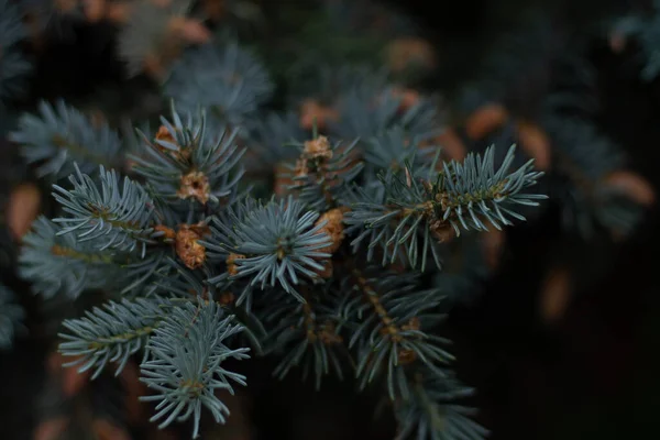 Yakın - yeşil alanda çiçek açan güzel lavanta çiçeklerinin manzarası 