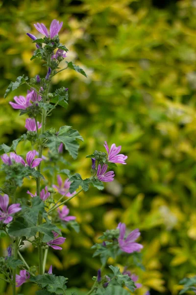 Закрытый Вид Цветущие Цветы Открытые Помещения Розовый Лесной Соцветий Meadow — стоковое фото