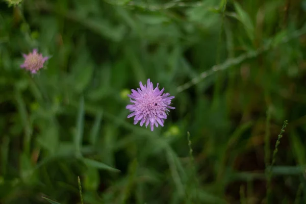 Zbliżenie Góry Purpurowy Kwiat — Zdjęcie stockowe