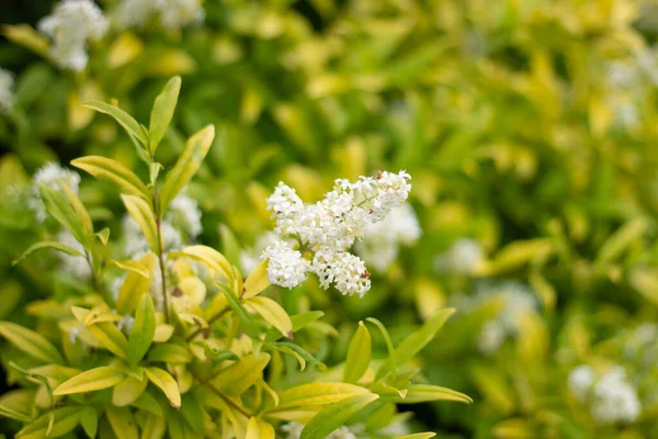 Bahçede Beyaz Çiçekler Dalda Beyaz Yasemin Çiçekleri — Stok fotoğraf