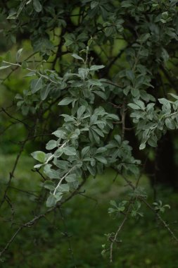 Ormanda yeşil yapraklar 