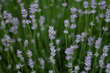 Güzel mor çiçekler tarlada 