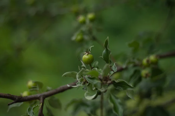 Reife Grüne Äpfel Auf Einem Baum Garten — Stockfoto