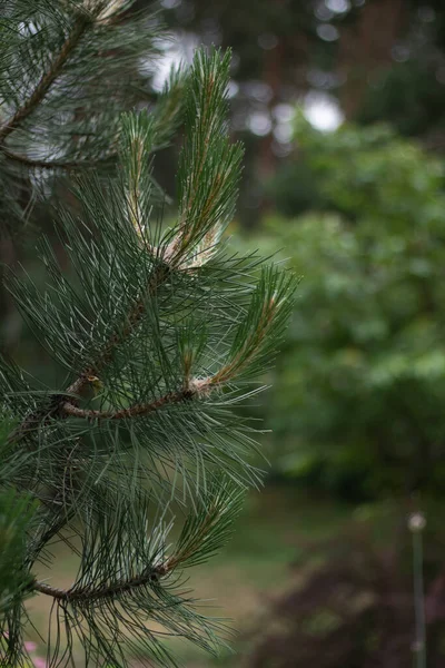 Bulanık bir arkaplanda güneş ışığıyla bir çam ağacının yakın plan görüntüsü 