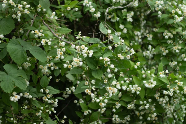 Bahçedeki Güzel Beyaz Çiçekler — Stok fotoğraf