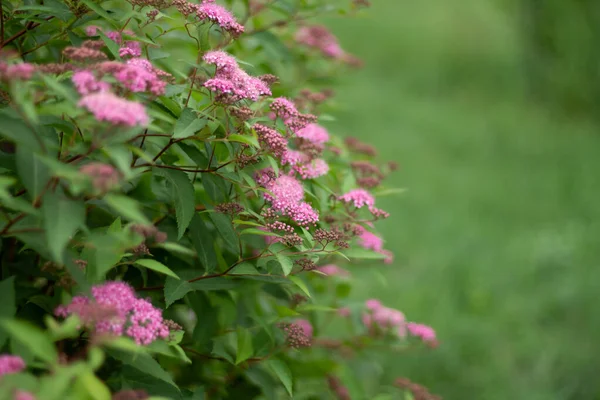 在模糊的绿色背景上绽放着粉红色的花丛 — 图库照片