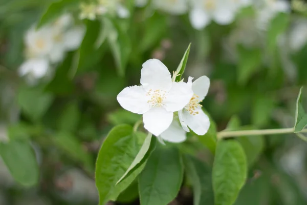 Белый Цветок Жасмина Саду — стоковое фото