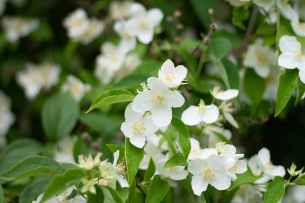 Белые Цветы Яблони — стоковое фото