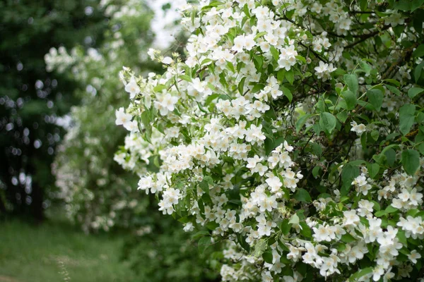 Flores Brancas Árvore Maçã Jardim Primavera — Fotografia de Stock