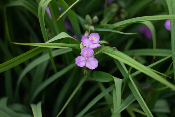 Close Beautiful Purple Flower — Stock Photo, Image