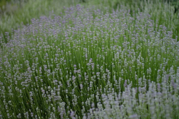 Yaz bahçesinde lavanta çiçeği 
