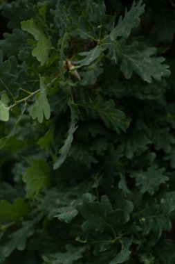 Bahçede güzel yeşil yapraklar 