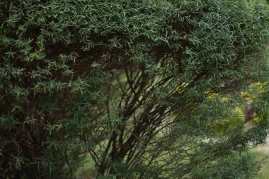 Ağaçtaki yeşil yapraklar 