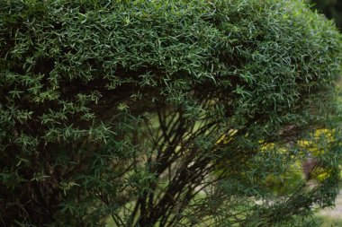 Yakın çekim - güzel yeşil bitkilerin çekim 