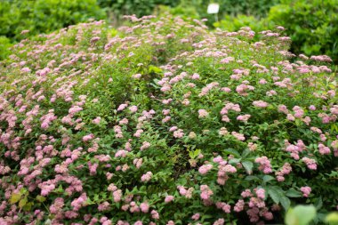 Bahçedeki pembe çiçeklerin yakın çekimi. 