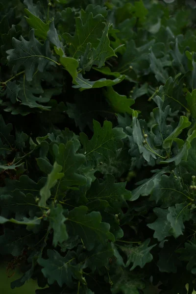 Bahçede yetişen taze yeşil brokoliyi kapatın. 