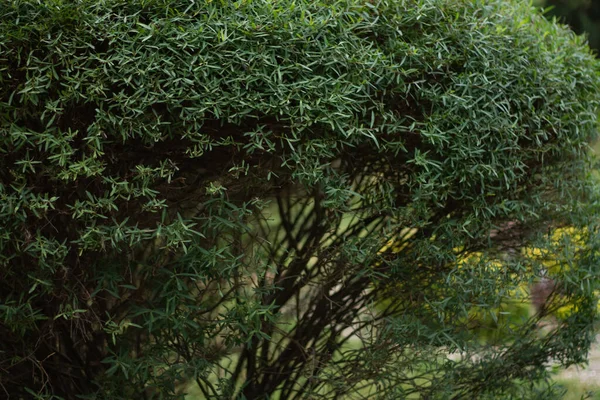 Yakın çekim - güzel yeşil bitkilerin çekim 