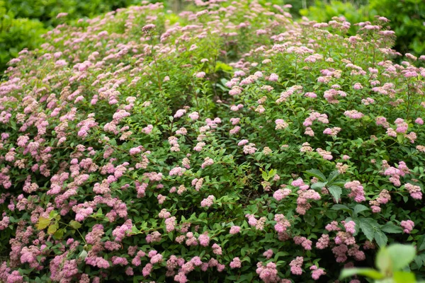 Růžové Hortenzie Zahradě — Stock fotografie
