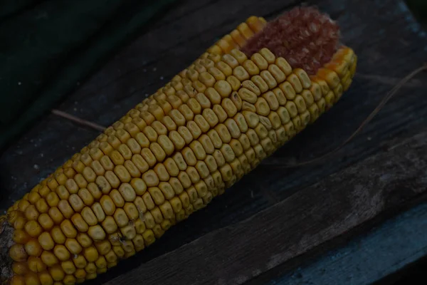 Frischer Mais Auf Dem Maiskolben — Stockfoto