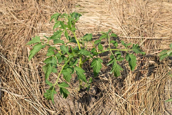 Bir tarlada büyüyen yeşil bir bitkinin yakın çekimi. 