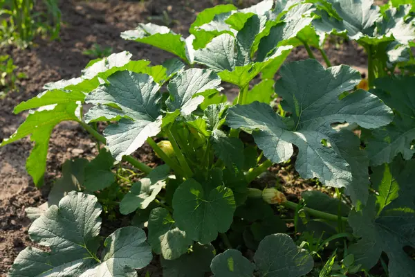 Kabak yere düştü. 