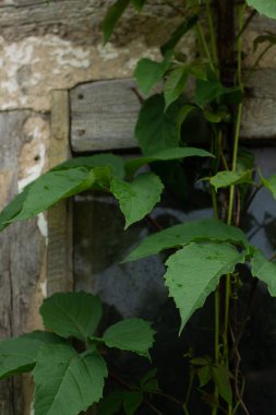 Ormandaki ahududulu yeşil bitkinin yakın plan çekimi.