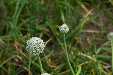 Ormandaki ahududulu yeşil bitkinin yakın plan çekimi.