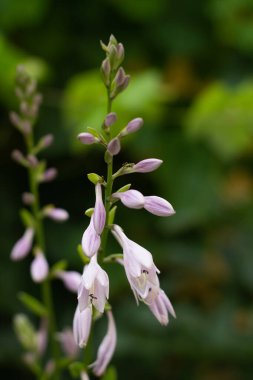 Ormandaki ahududulu yeşil bitkinin yakın plan çekimi.