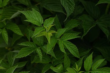 Ormandaki ahududulu yeşil bitkinin yakın plan çekimi.