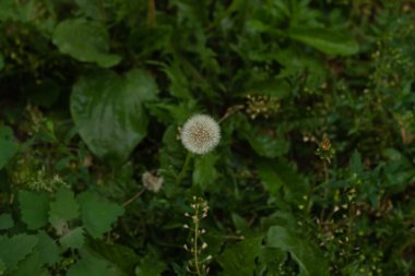 Ormandaki ahududulu yeşil bitkinin yakın plan çekimi.