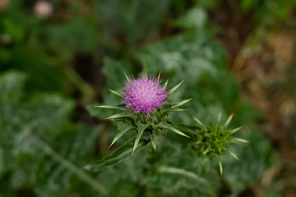 Beautiful Flower Garden Blooming Thistle Pink Flower Thorns — Stock Photo, Image