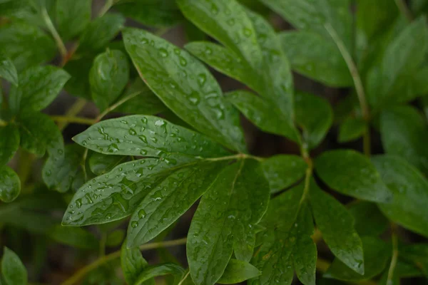 stock image water drops on a green leaves. 