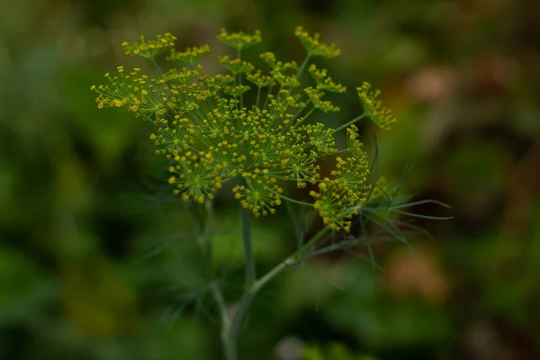 Ormandaki Yeşil Bitki — Stok fotoğraf