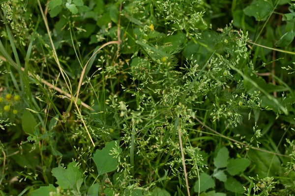 stock image a closeup shot of a green plant in the forest raspberries