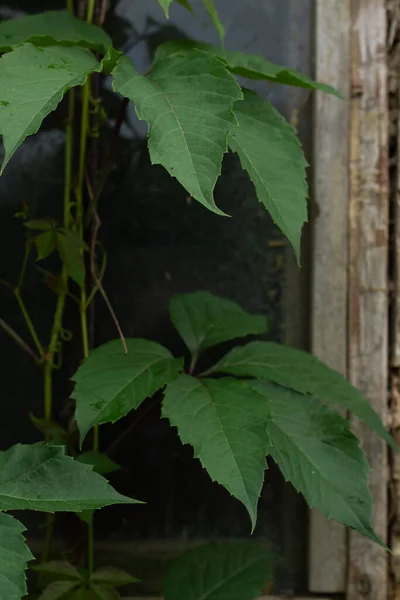 Closeup Shot Green Plant Forest Raspberries — Stock Photo, Image