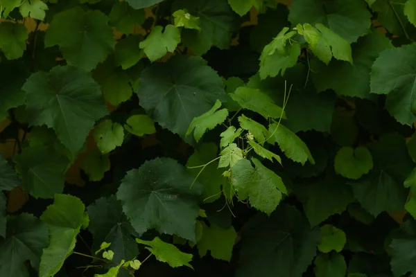 stock image a closeup shot of a green plant in the forest raspberries