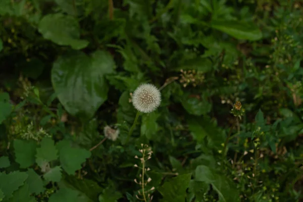 森のラズベリーの緑の植物のクローズアップショット — ストック写真