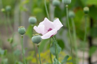 Bahçedeki haşhaş çiçekleri